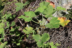 Pelargonium vitifolium, photograph (c) Tony Rebelo, some rights reserved (CC BY-SA)