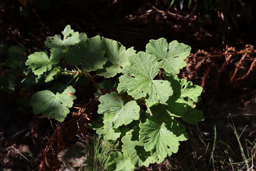 Pelargonium vitifolium, photograph 4