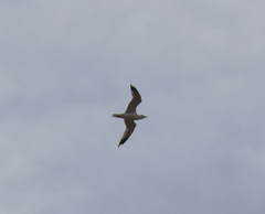 Larus canus