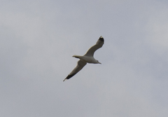 Larus canus