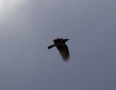 Corvus cornix