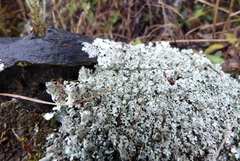 Xanthoparmelia tasmanica