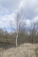 Betula pubescens