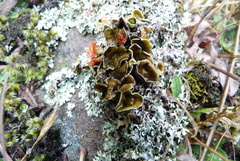 Xanthoparmelia tasmanica