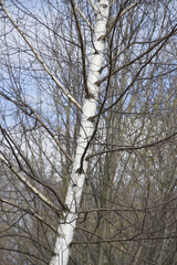 Betula pubescens