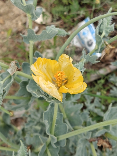 Yellow Horned Poppy