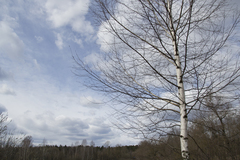 Betula pubescens