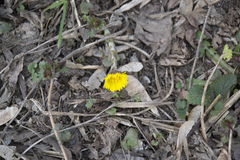 Tussilago farfara
