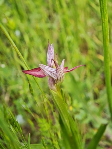 Serapias lingua, photograph 6