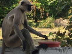 Semnopithecus entellus