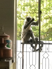 Semnopithecus entellus