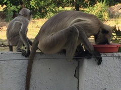 Semnopithecus entellus