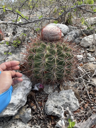 Melocactus macracanthos