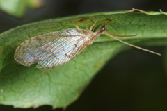 Hemerobius humulinus