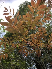 Meliosma rhoifolia