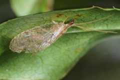 Hemerobius humulinus