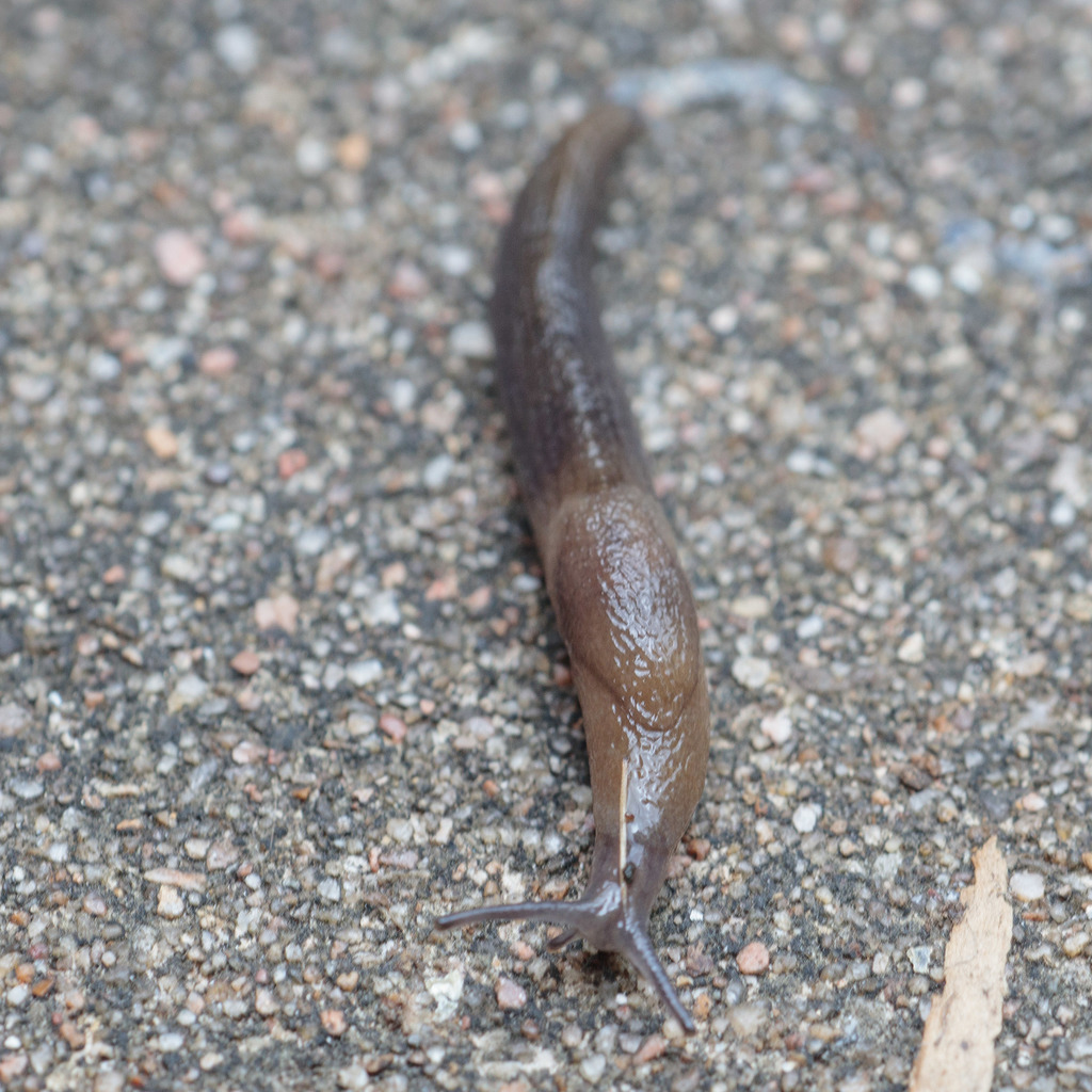 Smooth Jet Slug