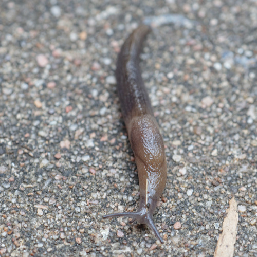 Greenhouse Slug