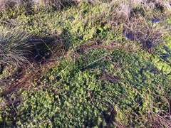 Sphagnum teres