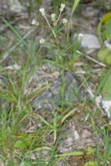 Erigeron acris angulosus