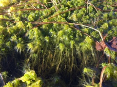 Sphagnum teres