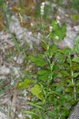 Erigeron acris angulosus
