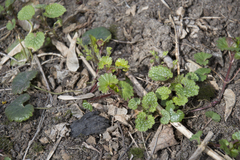 Glechoma hederacea