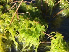 Sphagnum teres