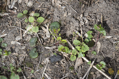 Glechoma hederacea