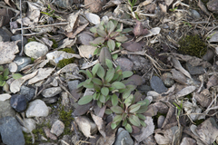 Myosotis sparsiflora