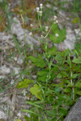 Erigeron acris angulosus