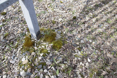 Bryopsida