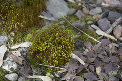 Bryopsida