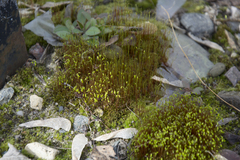 Bryopsida