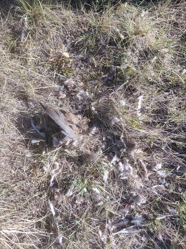 Mourning Dove photographed in Montana