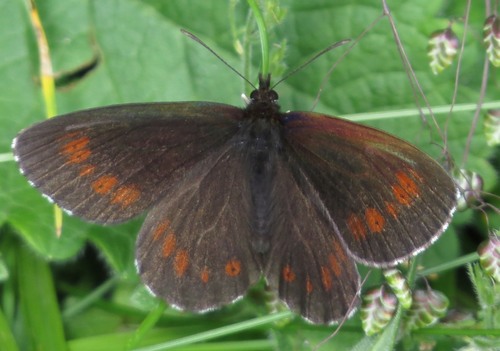 Large Ringlet