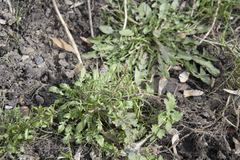 Capsella bursa-pastoris