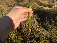 Sphagnum teres