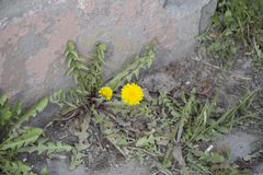 Taraxacum officinale