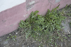 Taraxacum officinale
