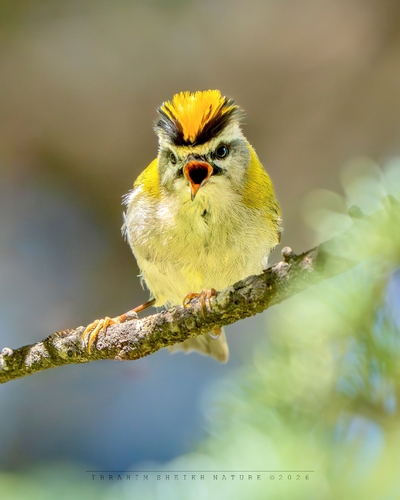 Common Firecrest