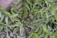 Taraxacum officinale