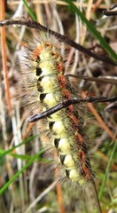 Acronicta euphorbiae