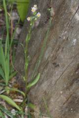 Erigeron acris angulosus