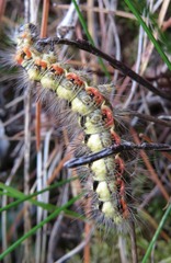 Acronicta euphorbiae