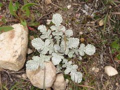 Paranephelius