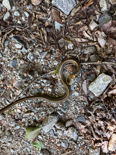 Japanese Four-lined Ratsnake
