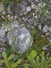 Erigeron acris angulosus