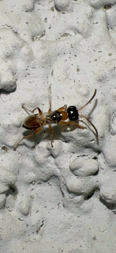 Anteon, 2026-05-17