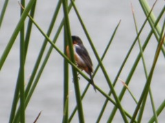 Diglossa brunneiventris